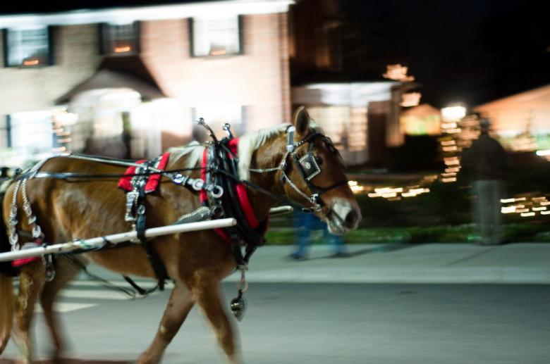 Free stock image of Horse on street created by agphotostock.com