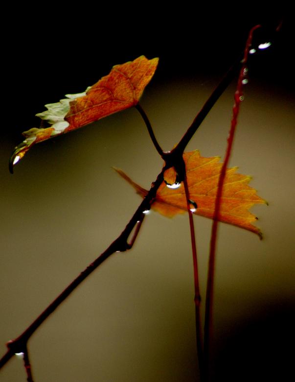 Free stock image of Autumn Leaves created by agphotostock.com