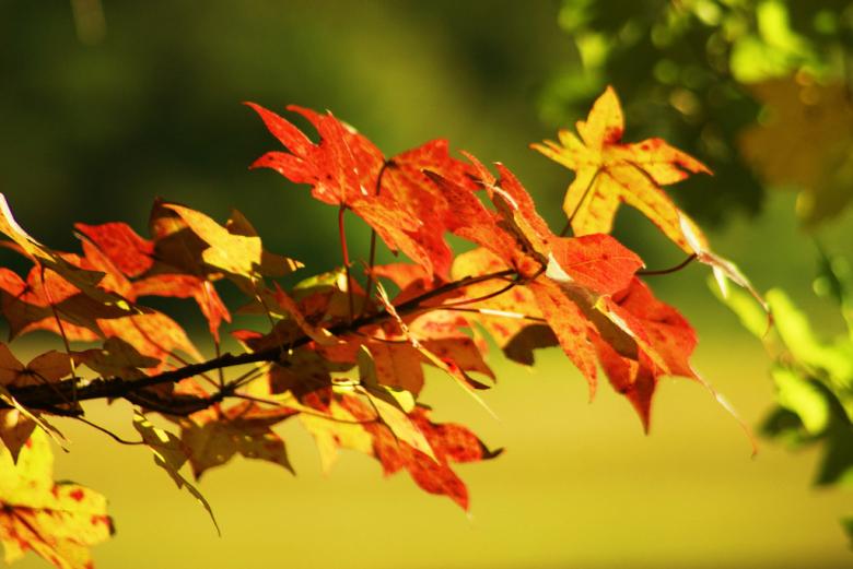 Free stock image of Harvest time created by agphotostock.com