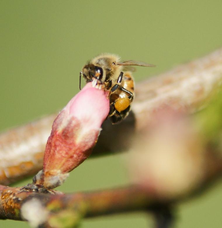 Free stock image of Bee and the flower created by agphotostock.com