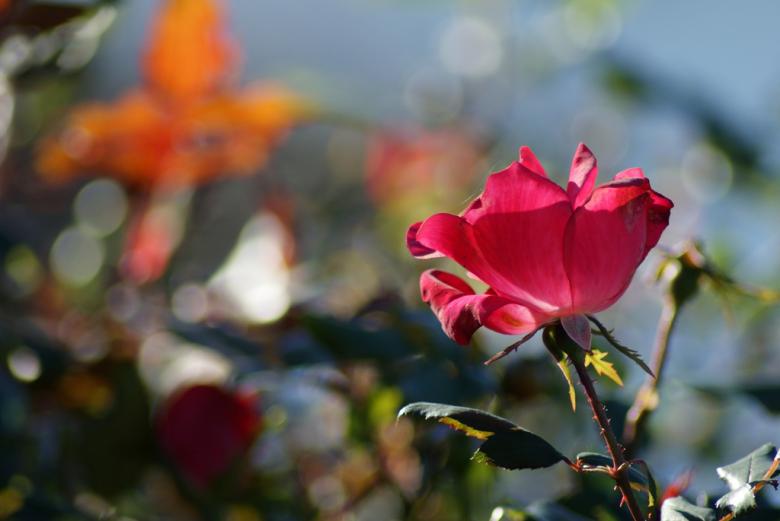 Free stock image of Red roses created by agphotostock.com