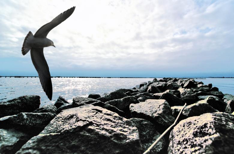 Free stock image of Seagull over wave breaker created by agphotostock.com