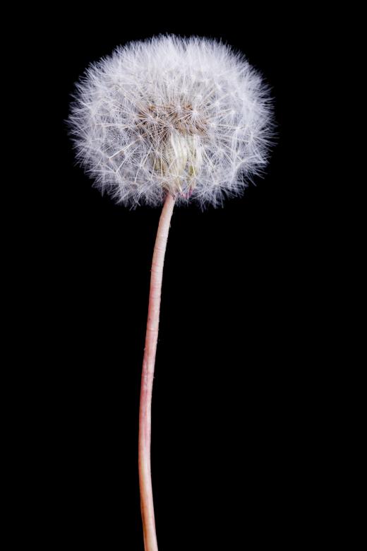 Free stock image of Dandelion created by 2happy