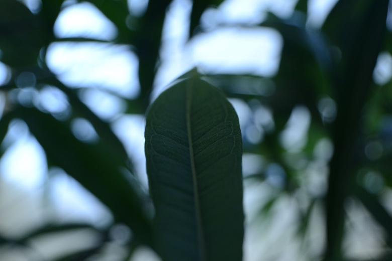 Free stock image of Green Leaf created by jeff bock