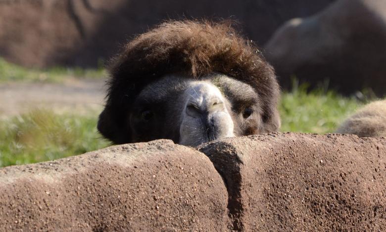 Free stock image of Camel Pekk-a-boo created by jeff bock
