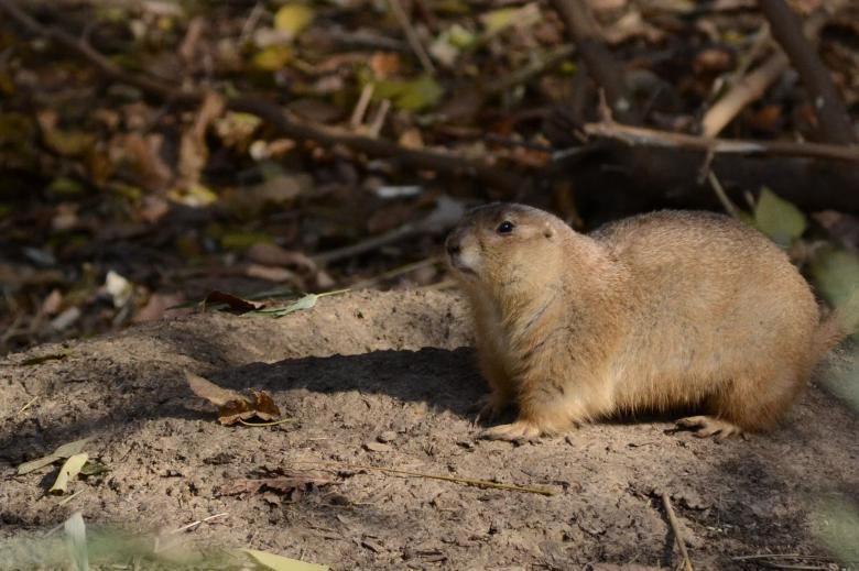 Free stock image of Prairie Dog created by jeff bock