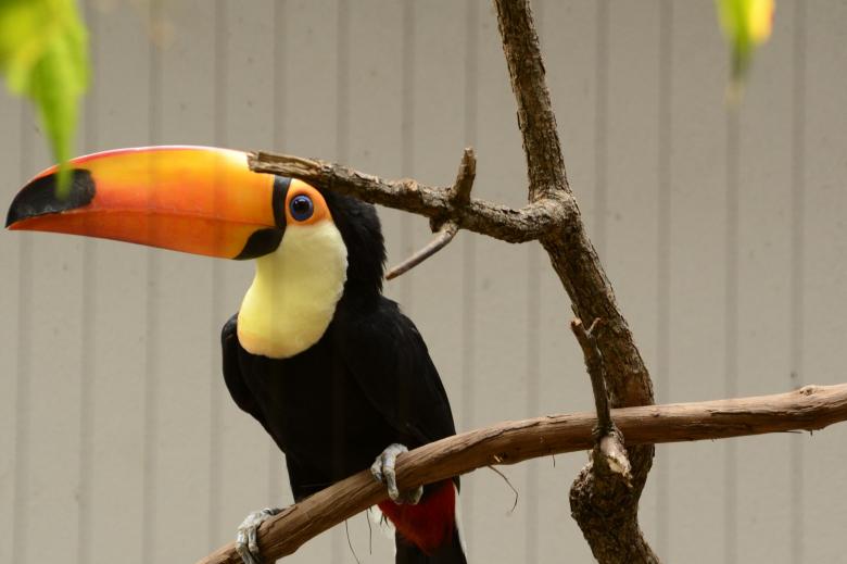 Free stock image of Tropical Bird created by jeff bock