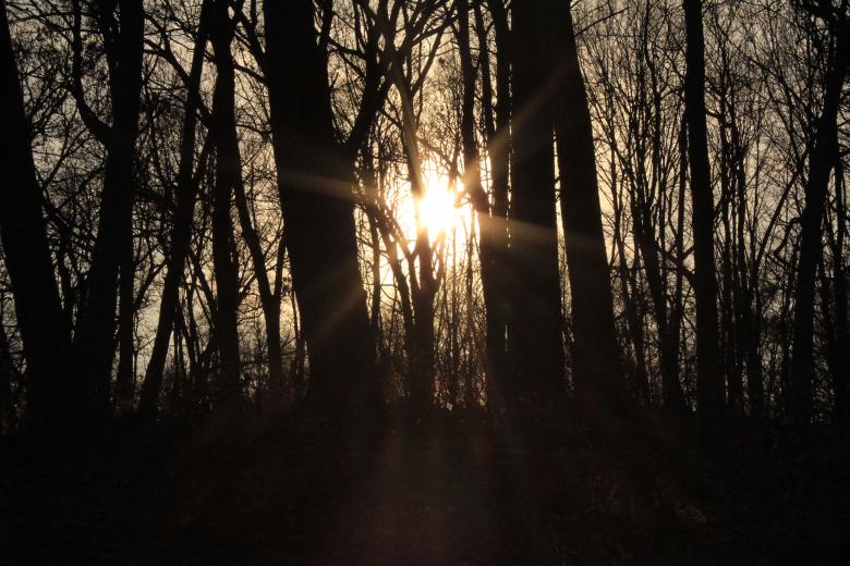 Free stock image of Sun shining through trees created by Yinan Chen