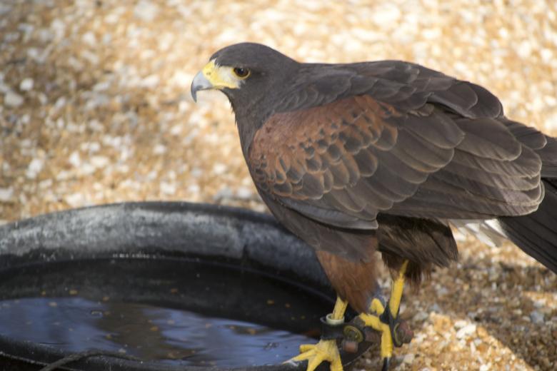 Free stock image of Hawk created by jeff bock