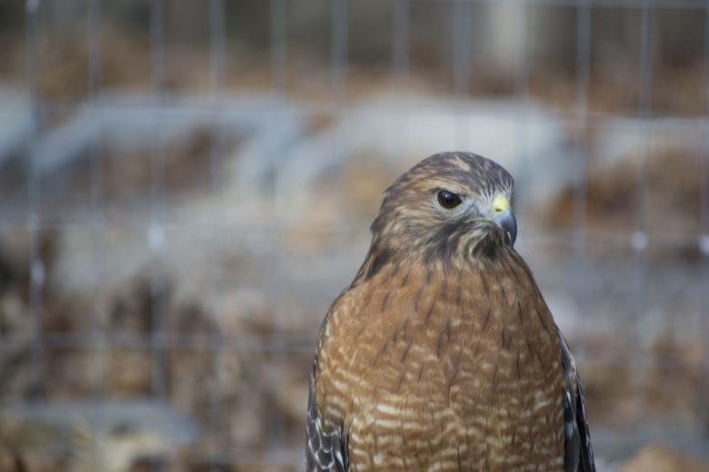 Free stock image of Hawk created by jeff bock