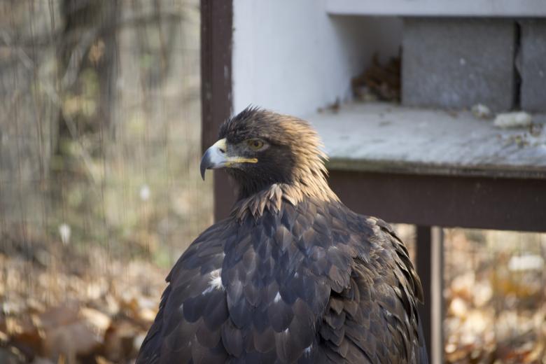 Free stock image of Hawk created by jeff bock