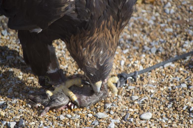 Free stock image of Falcon eating created by jeff bock