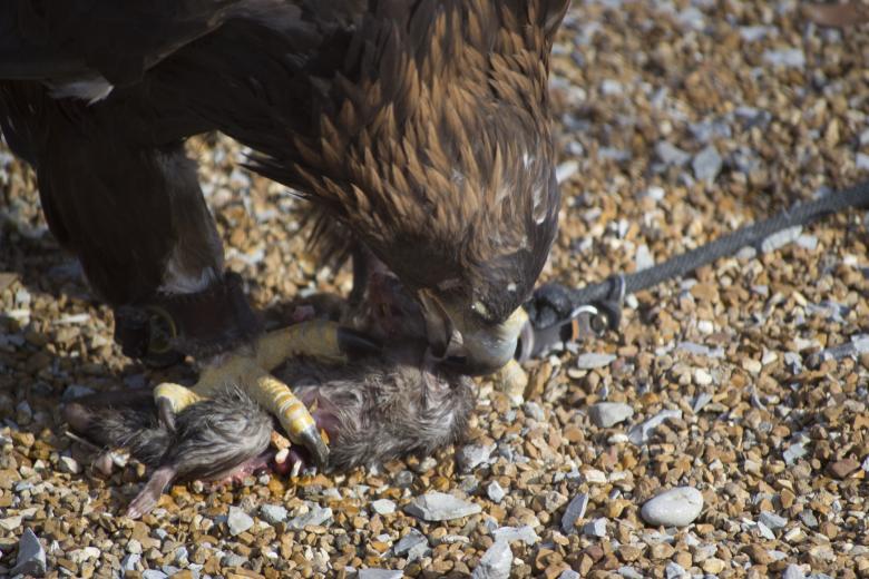 Free stock image of Falcon eating created by jeff bock