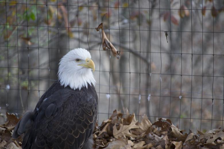 Free stock image of Bald Eagle created by jeff bock