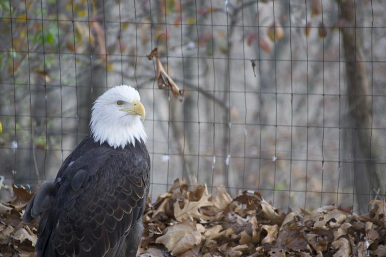 Free stock image of Bald Eagle created by jeff bock