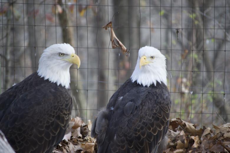 Free stock image of Bald Eagles created by jeff bock