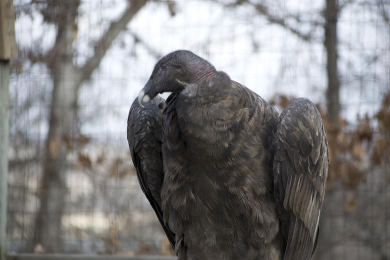 Free stock image of Vulture created by jeff bock
