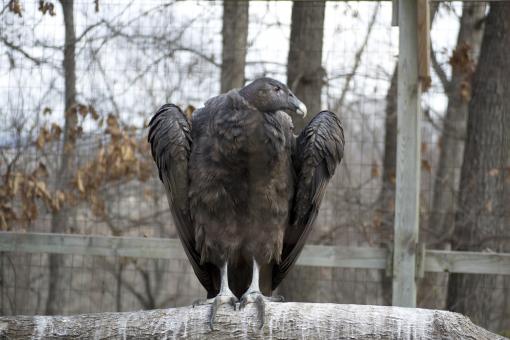 Vulture