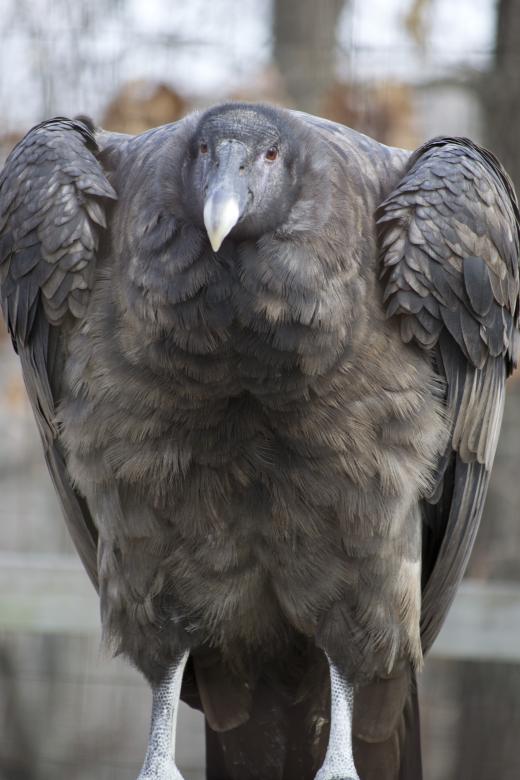 Free stock image of Vulture created by jeff bock