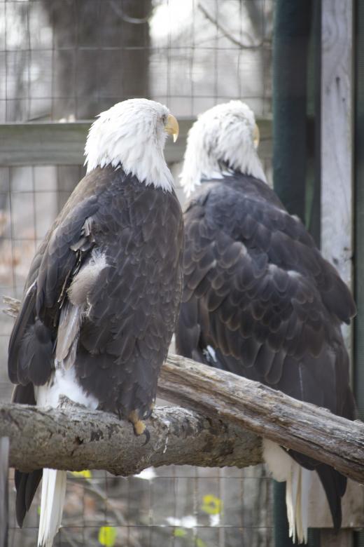 Free stock image of Bald Eagles created by jeff bock