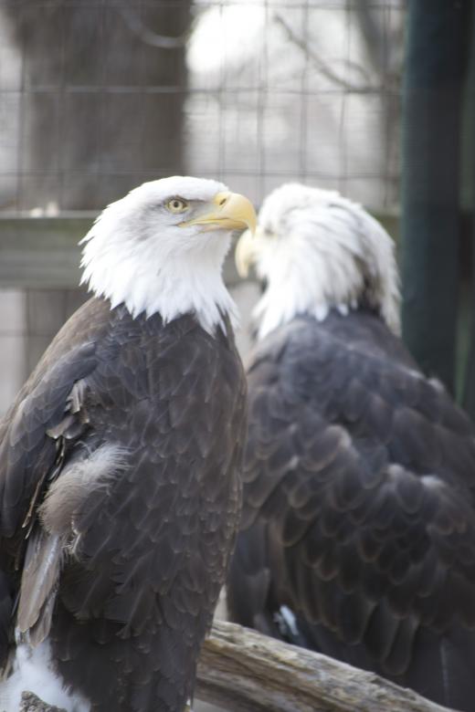 Free stock image of Bald Eagles created by jeff bock