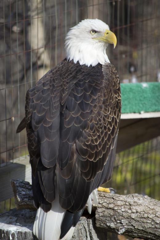 Free stock image of Bald Eagle created by jeff bock