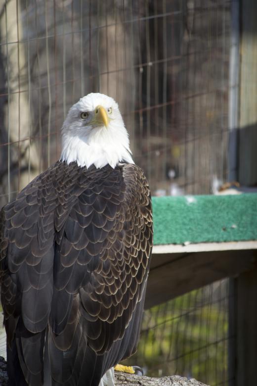 Free stock image of Bald Eagle created by jeff bock