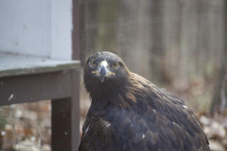 Free stock image of Hawk created by jeff bock