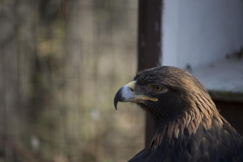 Free stock image of Hawk created by jeff bock