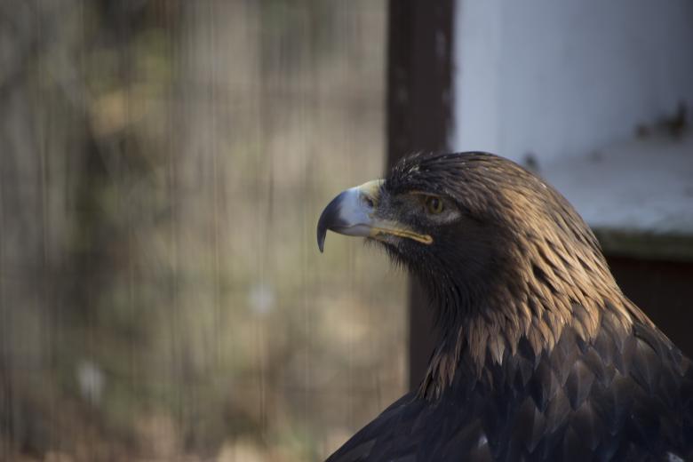 Free stock image of Hawk created by jeff bock