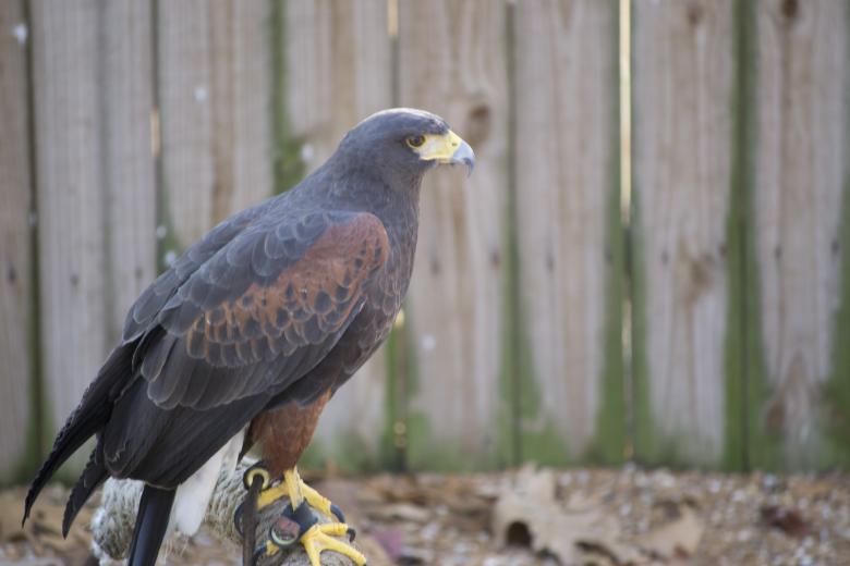 Free stock image of Hawk created by jeff bock