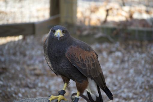 Hawk