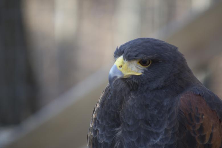 Free stock image of Hawk created by jeff bock