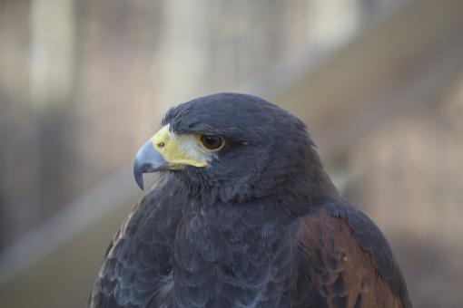 Hawk