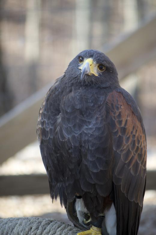 Free stock image of Hawk created by jeff bock