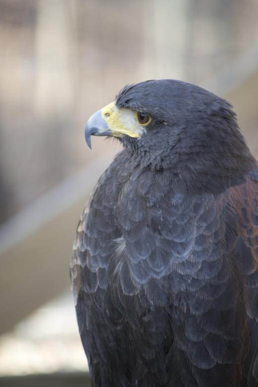 Free stock image of Hawk created by jeff bock
