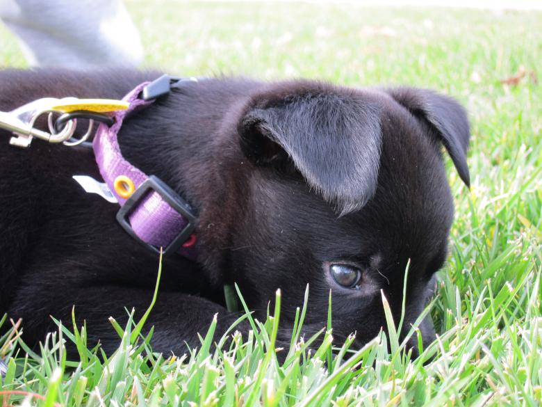 Free stock image of Lazing in the grass created by Brian