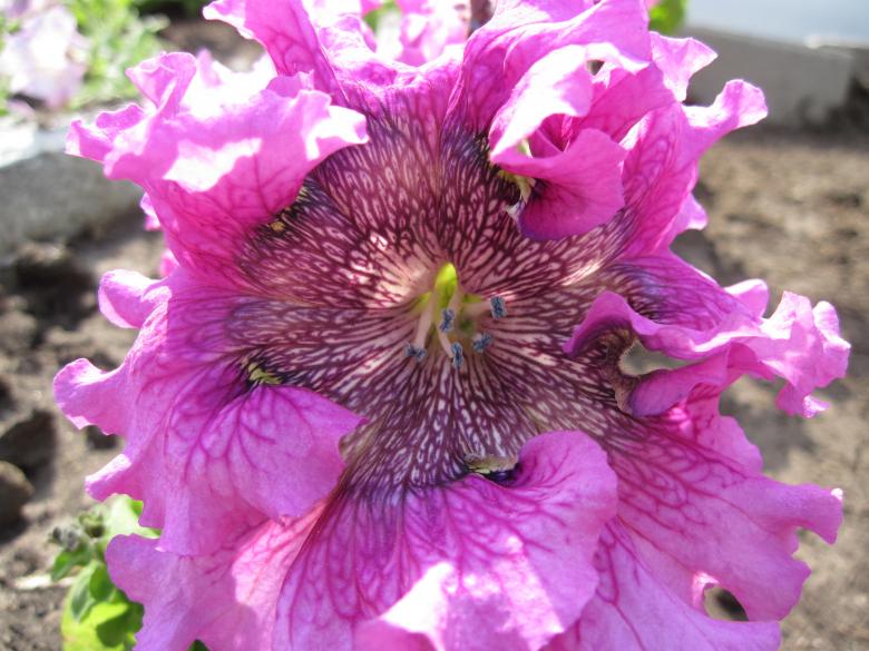 Free stock image of A pink curly flower created by Boris Kyurkchiev