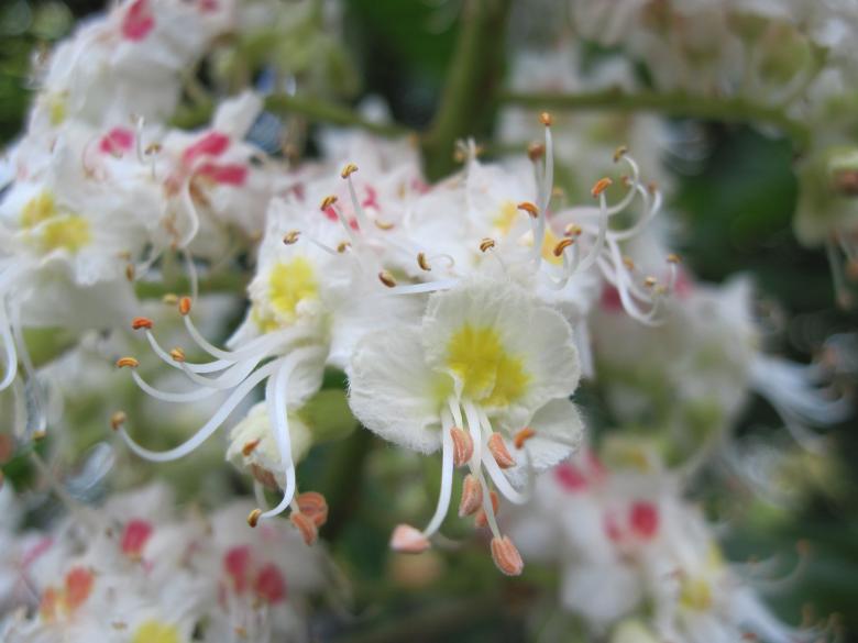 Free stock image of Beatiful spring tree blossoms created by Boris Kyurkchiev