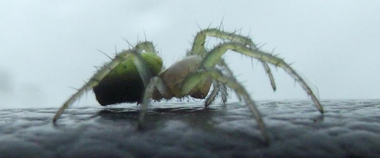Free stock image of A green spider created by Janis Urtans