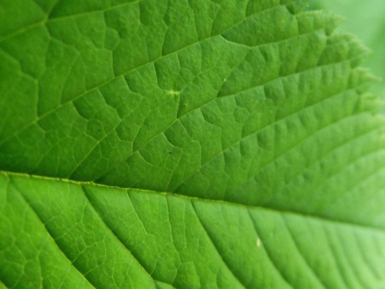Free stock image of A green leaf created by Janis Urtans