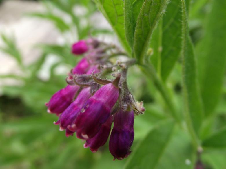 Free stock image of A beautiful bell-shaped flower created by Janis Urtans