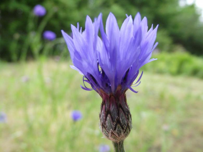 Free stock image of Cornflower in it's majesty created by Janis Urtans