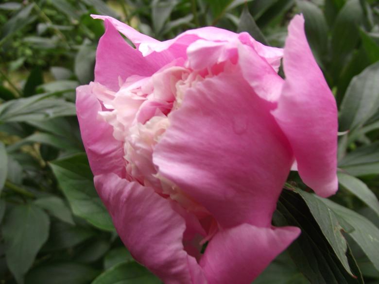Free stock image of Pink Love created by Janis Urtans