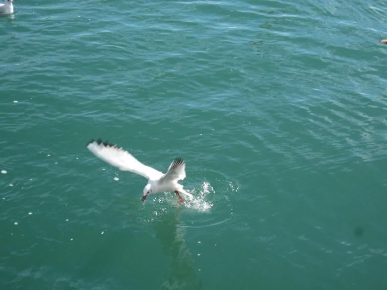 Free stock image of Feeding a seagull created by Boris Kyurkchiev