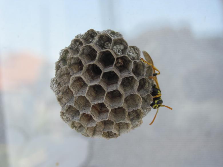 Free stock image of Wasp on a nest created by Boris Kyurkchiev