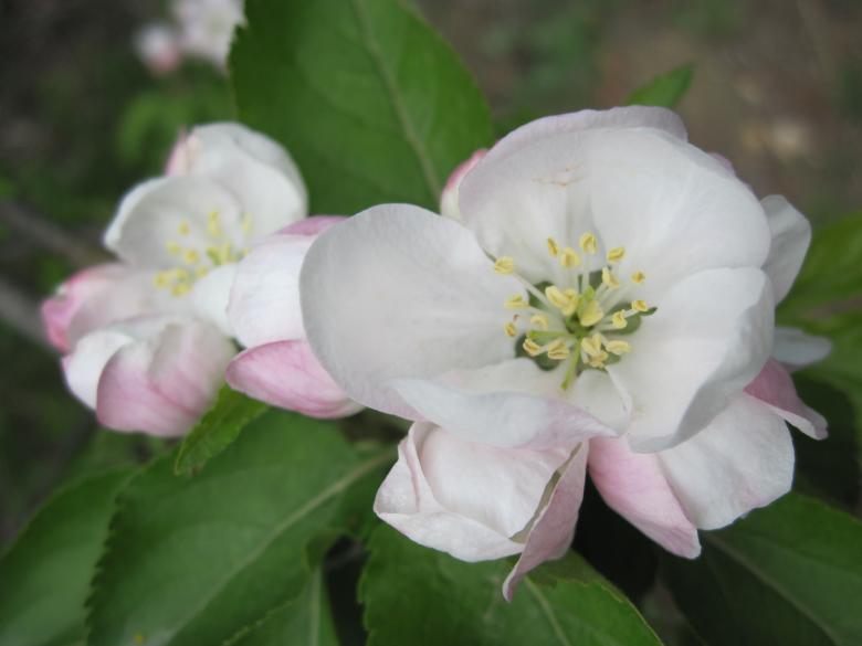 Free stock image of White and pink tree blossoms created by Boris Kyurkchiev