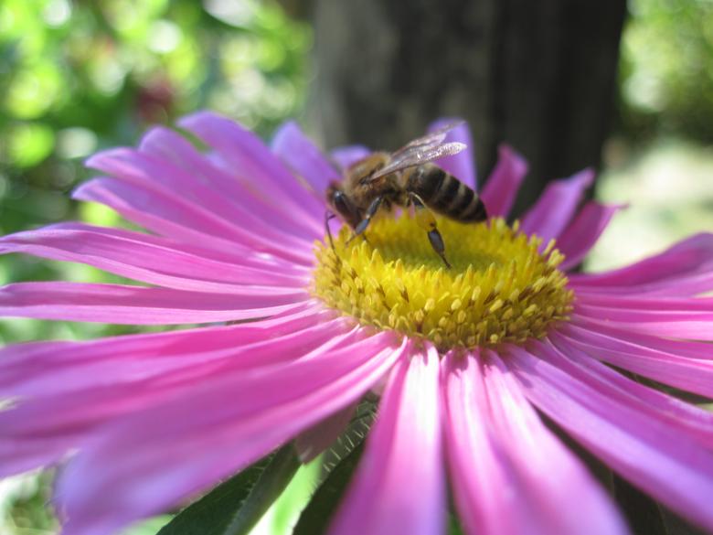 Free stock image of Bee on a beautiful pink flower created by Boris Kyurkchiev