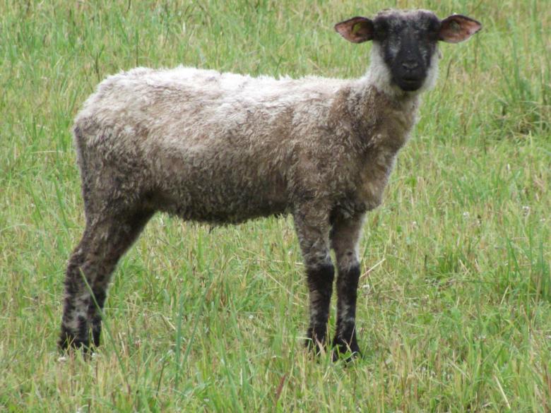 Free stock image of Lamb is looking at you created by Janis Urtans