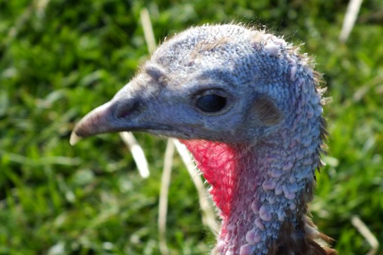 Free stock image of Turkey created by Stephan Gerlach